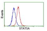 STAT5A Antibody in Flow Cytometry (Flow)
