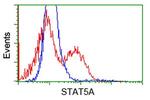 STAT5A Antibody in Flow Cytometry (Flow)