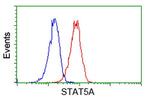 STAT5A Antibody in Flow Cytometry (Flow)