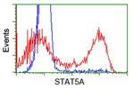 STAT5A Antibody in Flow Cytometry (Flow)