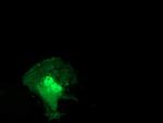 STAT5A Antibody in Immunocytochemistry (ICC/IF)