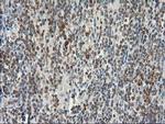 STAT5A Antibody in Immunohistochemistry (Paraffin) (IHC (P))