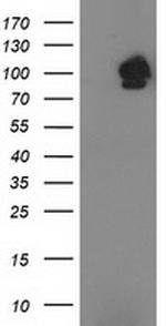STAT5A Antibody in Western Blot (WB)
