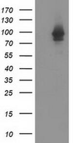 STAT5A Antibody in Western Blot (WB)