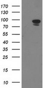 STAT5A Antibody in Western Blot (WB)