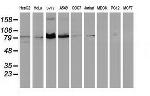 STAT5A Antibody in Western Blot (WB)