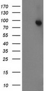 STAT5A Antibody in Western Blot (WB)