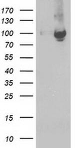 STAT5A Antibody in Western Blot (WB)