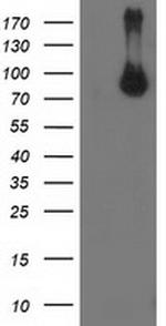 STAT5A Antibody in Western Blot (WB)