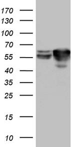 STAU1 Antibody in Western Blot (WB)