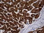 STBD1 Antibody in Immunohistochemistry (Paraffin) (IHC (P))
