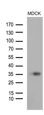 STC1 Antibody in Western Blot (WB)