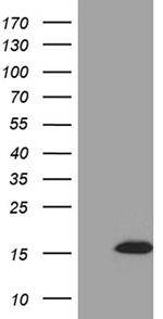 STH Antibody in Western Blot (WB)