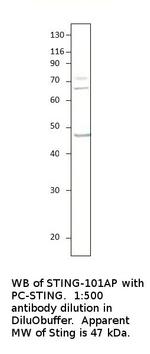 STING/TMEM173 Polyclonal Antibody