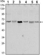 LKB1 Monoclonal Antibody (4H12)