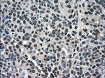 STK39 Antibody in Immunohistochemistry (Paraffin) (IHC (P))