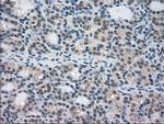 STK39 Antibody in Immunohistochemistry (Paraffin) (IHC (P))