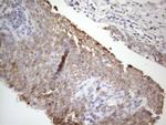 STOML2 Antibody in Immunohistochemistry (Paraffin) (IHC (P))