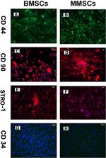 STRO-1 Antibody in Immunocytochemistry (ICC/IF)