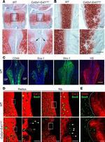 STRO-1 Antibody in Immunohistochemistry, Immunocytochemistry (IHC, ICC/IF)