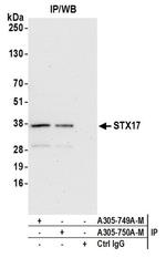 STX17 Polyclonal Antibody