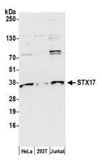 STX17 Antibody in Western Blot (WB)