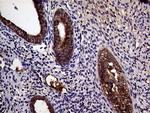 STX18 Antibody in Immunohistochemistry (Paraffin) (IHC (P))