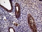 STX18 Antibody in Immunohistochemistry (Paraffin) (IHC (P))