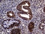 STX18 Antibody in Immunohistochemistry (Paraffin) (IHC (P))