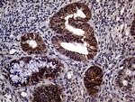 STX18 Antibody in Immunohistochemistry (Paraffin) (IHC (P))