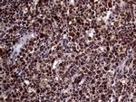 STX18 Antibody in Immunohistochemistry (Paraffin) (IHC (P))