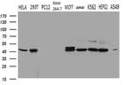 STX18 Antibody in Western Blot (WB)