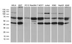 STX18 Antibody in Western Blot (WB)
