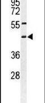 Syntaxin 1 Antibody in Western Blot (WB)