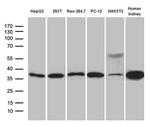 STX3 Antibody in Western Blot (WB)