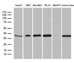 STX3 Antibody in Western Blot (WB)