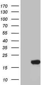 SUB1 Antibody in Western Blot (WB)