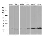 SUB1 Antibody in Western Blot (WB)
