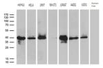 SUGT1 Antibody in Western Blot (WB)