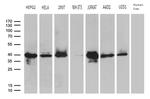 SUGT1 Antibody in Western Blot (WB)