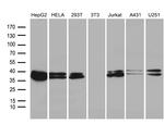 SUGT1 Antibody in Western Blot (WB)