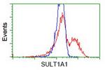 SULT1A1 Antibody in Flow Cytometry (Flow)
