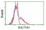 SULT1A1 Antibody in Flow Cytometry (Flow)