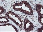 SULT1A1 Antibody in Immunohistochemistry (Paraffin) (IHC (P))