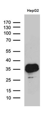 SULT1A3 Antibody in Western Blot (WB)
