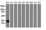 SULT2A1 Antibody in Western Blot (WB)