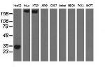 SULT2A1 Antibody in Western Blot (WB)