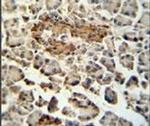 SUMF1 Antibody in Immunohistochemistry (IHC)