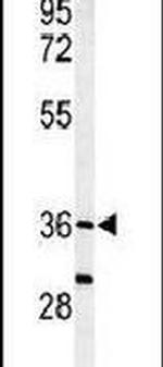 SUMF1 Antibody in Western Blot (WB)