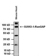 SUMO1 Antibody in Western Blot (WB)